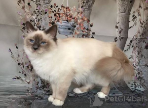 Photo №2 to announcement № 100422 for the sale of birman - buy in Germany private announcement, breeder