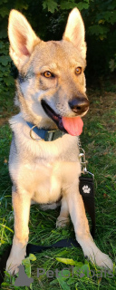 Photo №2 to announcement № 33280 for the sale of czechoslovakian wolfdog - buy in Belarus from nursery, breeder