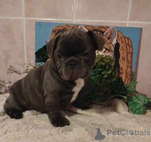 Photo №4. I will sell french bulldog in the city of Minsk. private announcement - price - 581$