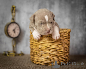 Photo №2 to announcement № 54828 for the sale of american bully - buy in Russian Federation private announcement, breeder