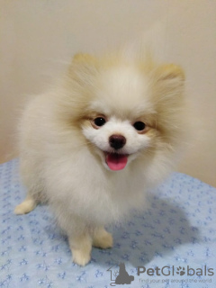 Photo №2 to announcement № 8273 for the sale of pomeranian - buy in United States private announcement