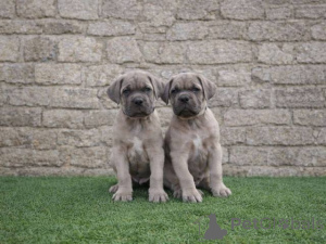 Photo №3. Cane Corso puppies. Serbia