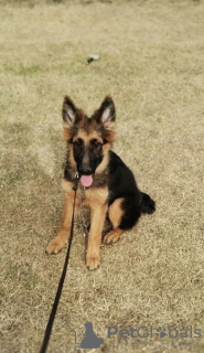 Additional photos: German Shepherd puppies