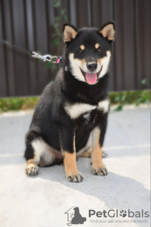 Additional photos: Shiba Inu puppies