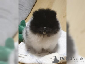 Photo №1. pomeranian - for sale in the city of Linz | negotiated | Announcement № 159968