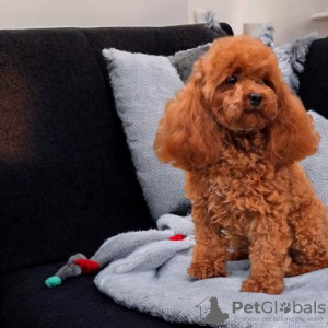 Photo №1. poodle (toy), poodle (dwarf) - for sale in the city of Werbass | negotiated | Announcement № 122036