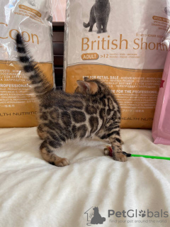 Photo №4. I will sell bengal cat in the city of Неаполь. private announcement, from nursery, breeder - price - negotiated