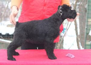 Additional photos: Giant Schnauzer puppies of black color