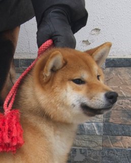 Photo №1. shiba inu - for sale in the city of Balchik | 1268$ | Announcement № 58382