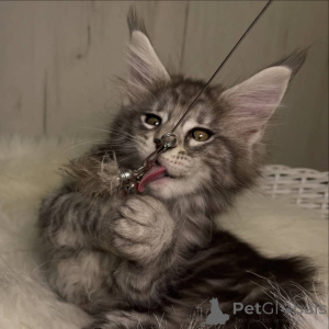 Photo №2 to announcement № 160678 for the sale of maine coon - buy in United Kingdom breeder