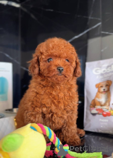 Photo №1. poodle (toy) - for sale in the city of City of London | 413$ | Announcement № 158581