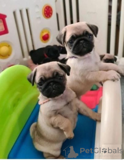 Photo №1. pug - for sale in the city of Baldone | negotiated | Announcement № 159994