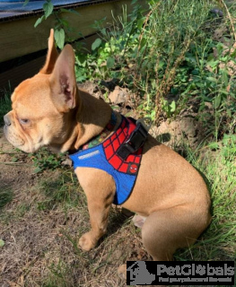 Photo №2 to announcement № 134072 for the sale of french bulldog - buy in United States private announcement