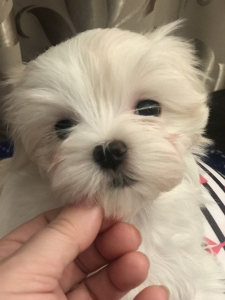 Additional photos: Maltese puppies girl and boy