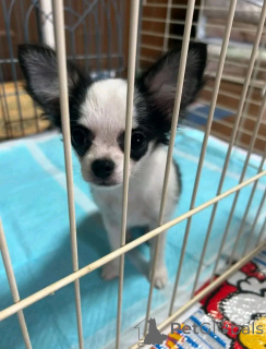 Photo №2 to announcement № 162958 for the sale of chihuahua - buy in United States breeder