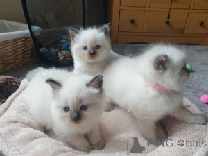 Photo №1. ragdoll - for sale in the city of Bern | 206$ | Announcement № 155199