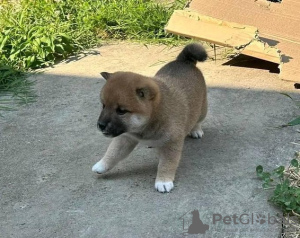 Photo №1. shiba inu - for sale in the city of Uppsala | Is free | Announcement № 98607