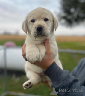 Photo №1. labrador retriever - for sale in the city of Гамбург | 444$ | Announcement № 89653
