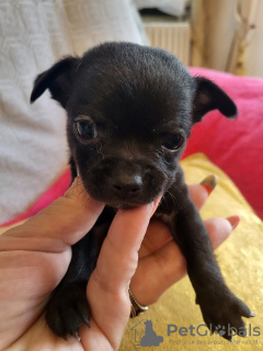 Additional photos: Chihuahua puppies