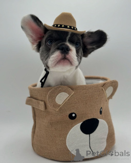 Photo №1. french bulldog - for sale in the city of Munich | 565$ | Announcement № 150642