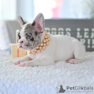 Photo №3. Beautiful french bulldog puppies Business WhatsApp 37256062792. Belgium