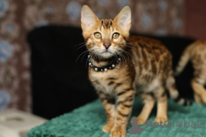 Photo №4. I will sell bengal cat in the city of Queenstown. private announcement - price - 423$