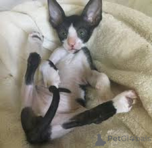Photo №2 to announcement № 165833 for the sale of cornish rex - buy in Belgium private announcement, breeder