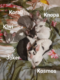 Photo №4. I will sell cornish rex in the city of Moscow. from nursery, breeder - price - 500$