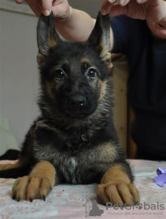 Photo №1. belgian shepherd - for sale in the city of Cologne | 1479$ | Announcement № 13295