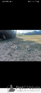 Photo №3. Pembroke welsh corgi puppies. Spain