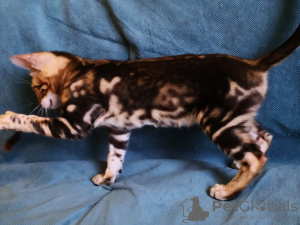 Additional photos: Bengal kittens as pets