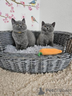 Photo №2 to announcement № 108587 for the sale of british shorthair - buy in Germany private announcement, from nursery, from the shelter, breeder