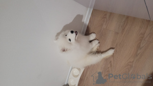 Photo №4. I will sell samoyed dog in the city of Москва. private announcement - price - 260$