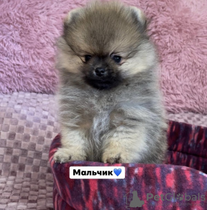Photo №2 to announcement № 20641 for the sale of pomeranian - buy in Ukraine breeder