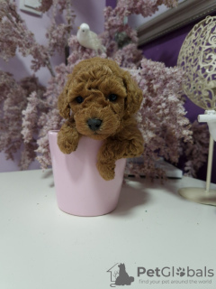 Photo №4. I will sell poodle (toy) in the city of Belgrade.  - price - 528$