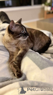 Photo №2 to announcement № 152702 for the sale of bengal cat - buy in Belgium private announcement