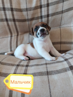 Photo №3. Jack Russell Terrier Puppies. Russian Federation