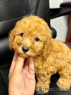 Photo №2 to announcement № 85454 for the sale of poodle (toy) - buy in Saudi Arabia private announcement, from nursery, breeder