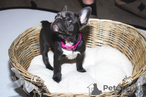 Photo №1. french bulldog - for sale in the city of Munich | 380$ | Announcement № 118257