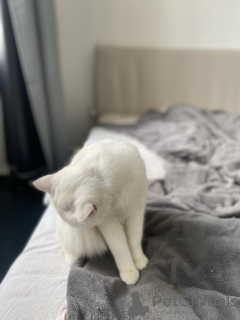 Additional photos: I am selling a cat. Color silver chinchilla