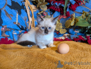 Photo №1. munchkin - for sale in the city of Genolier | 361$ | Announcement № 178739