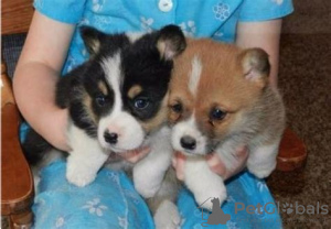 Photo №2 to announcement № 105683 for the sale of welsh corgi - buy in Israel 