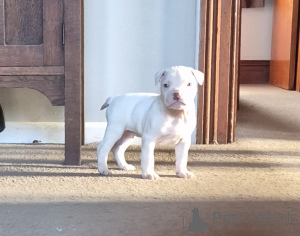 Photo №3. Sweet American bulldog puppies. Germany