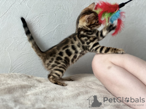 Photo №4. I will sell bengal cat in the city of Birmingham. private announcement, from nursery, breeder - price - negotiated