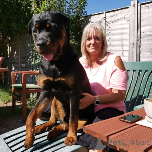 Photo №2 to announcement № 163433 for the sale of  - buy in Germany from nursery