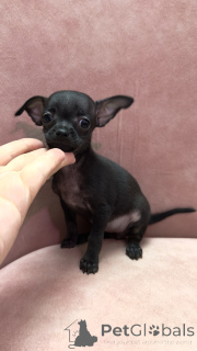 Photo №4. I will sell russkiy toy in the city of Tbilisi. private announcement - price - 250$