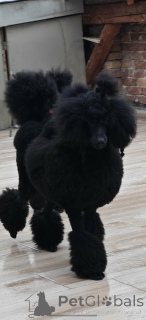 Photo №4. I will sell poodle (dwarf) in the city of Valeovo. breeder - price - negotiated
