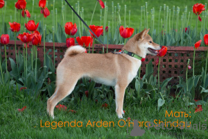 Additional photos: Shiba Inu puppies