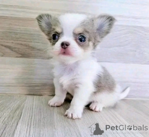 Photo №1. chihuahua - for sale in the city of Chicago | 350$ | Announcement № 138087