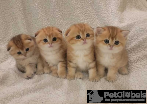 Photo №1. scottish fold - for sale in the city of Charleroi | Is free | Announcement № 134135